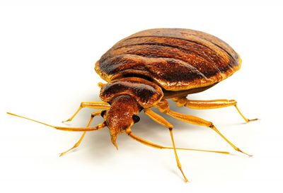 bedbug
